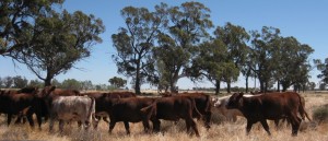 moving the heifers (1024x441)