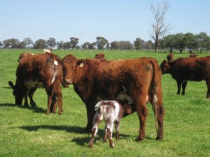 Toogimbie heifers with new calves in August 2013,