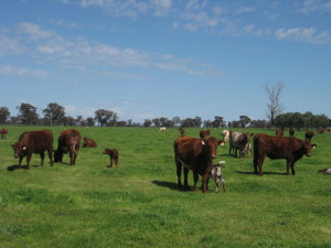 Toogimbie calving heifers