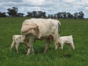 Toogimbie Frosty Margie F14, by Royalla Jedazzle, out of Belmore Margie, with twin calves. 