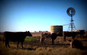 Cattle by windmill 2