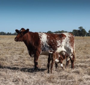 Royalla Jedazzle cow with Northern Legend calf. 