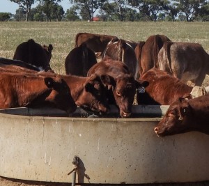 Newly weaned steers enjoy thiermfirst drink without their Mums at 'Heatherleigh'.