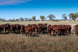 Newly weaned steer calves at 'Heatherleigh'.