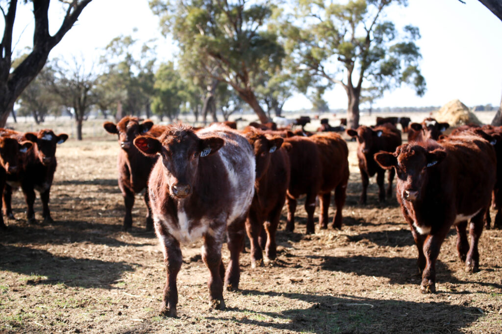 Toogimbie shorthorn steers for Thousand Guineas