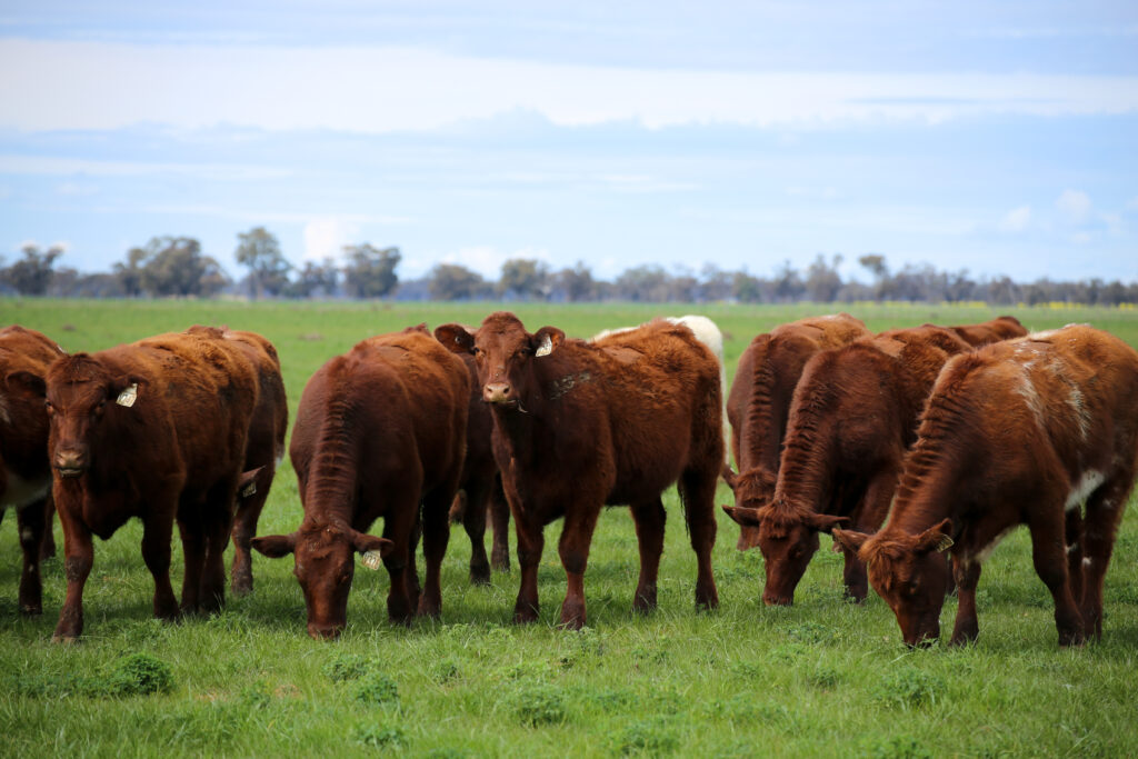 Sale shorthorn heifers
