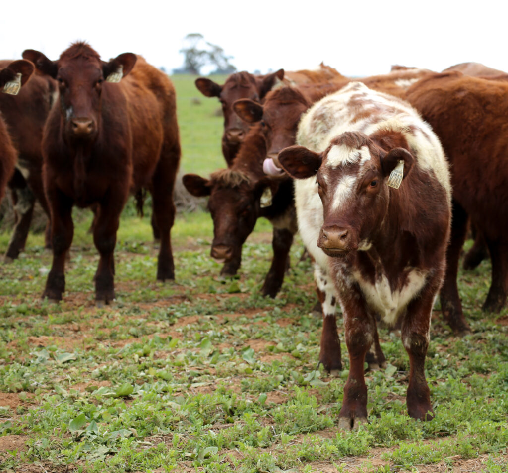 SHORTHORN HEIFERS FOR SALE