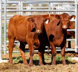 SHORTHORN SALE HEIFERS