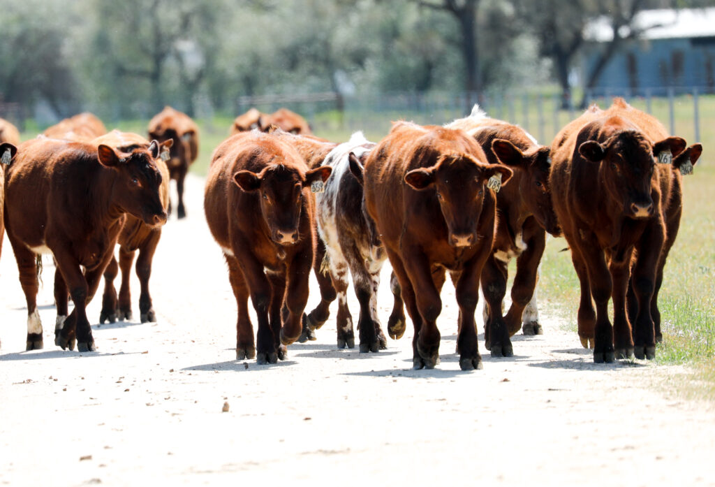 SHORTHORN SALE YOUNGSTOCK