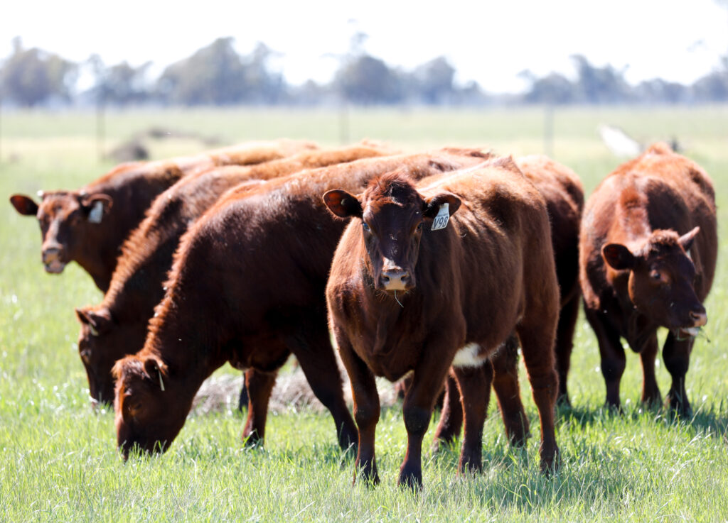 SHORTHORN YOUNGSTOCK FOR SALE