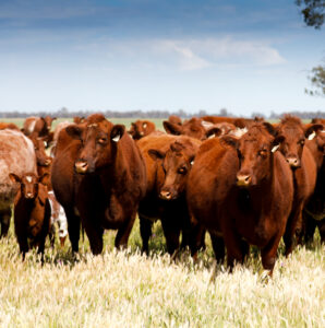Shorthorn cows
