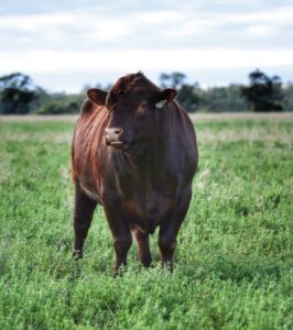 Toogimbie Rodrigo R267Shorthorn bull
