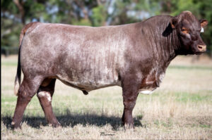 Shorthorn bull Eloora V52.