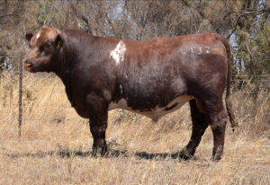 Shorthorn bull