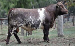 Shorthorn bull
