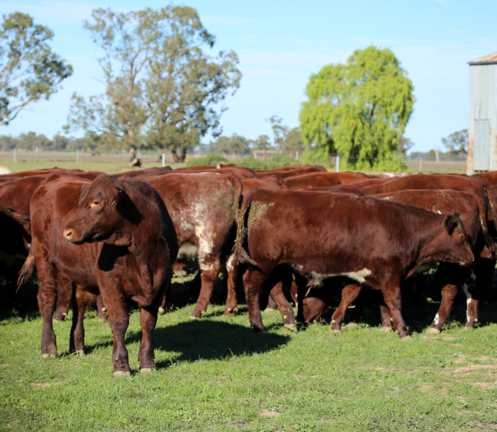 TOOGIMBIE SHORTHORN STEERS
