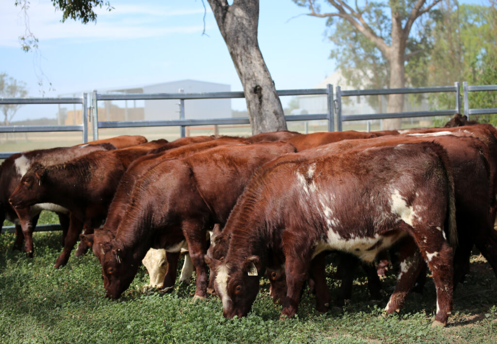 Second group of steers