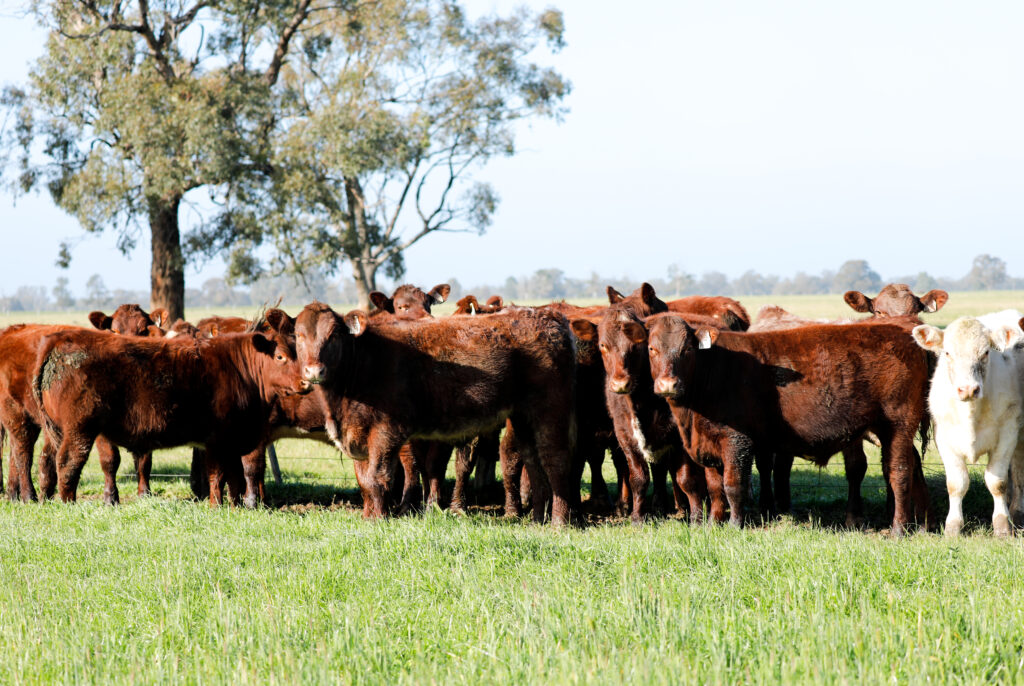shorthorn steers